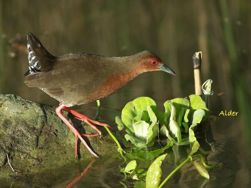 Red-winged Crake