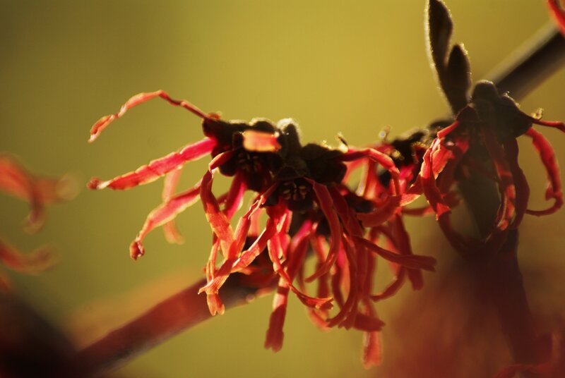 Red witch hazel in sunlight