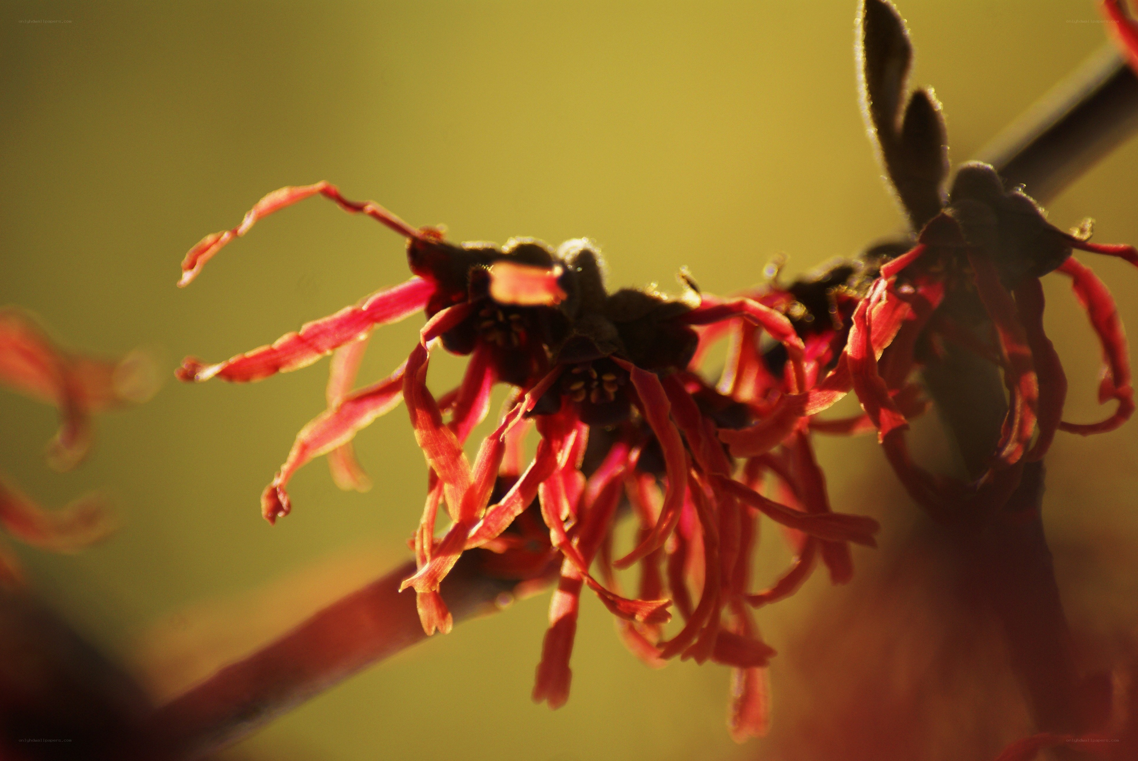 Red witch hazel in sunlight