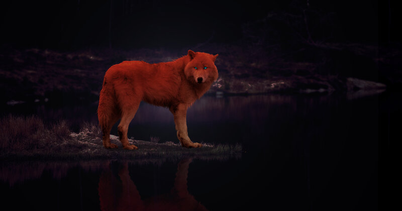 Red Wolf by Water