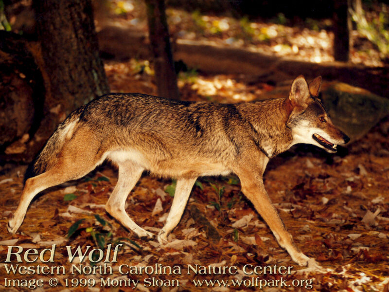 Red Wolf Walking