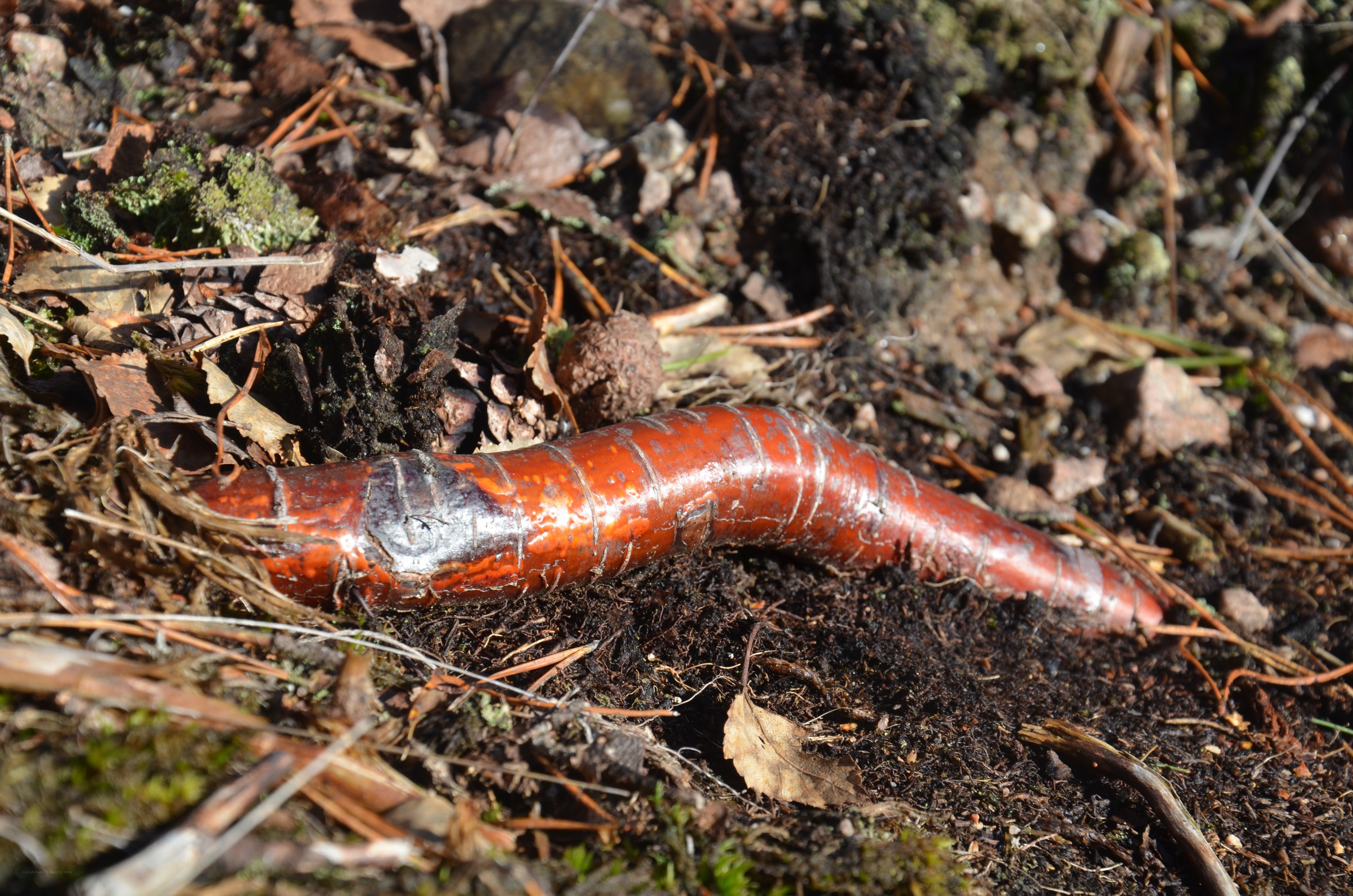 red worm-like creature on forest floor