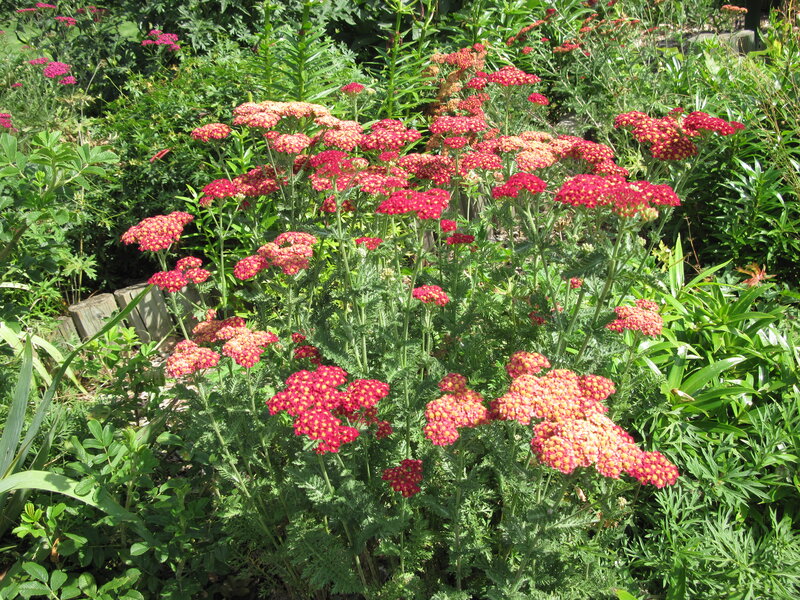 Red Yarrow Flowers — Natural, Afternoon