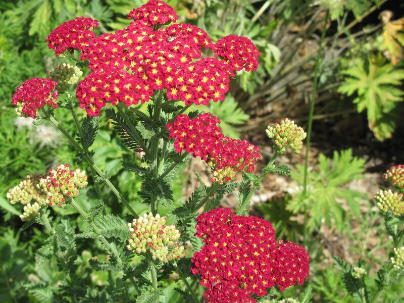 Red Yarrow Flowers — Natural