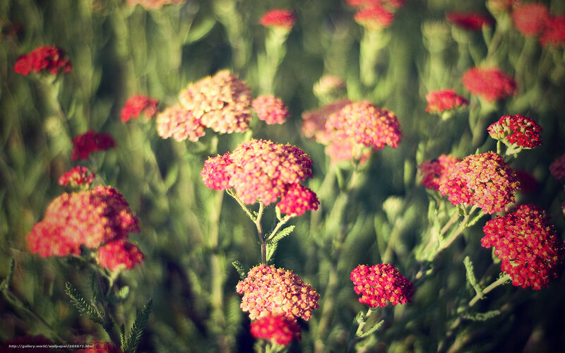 Red Yarrow Flowers — Serene, Afternoon