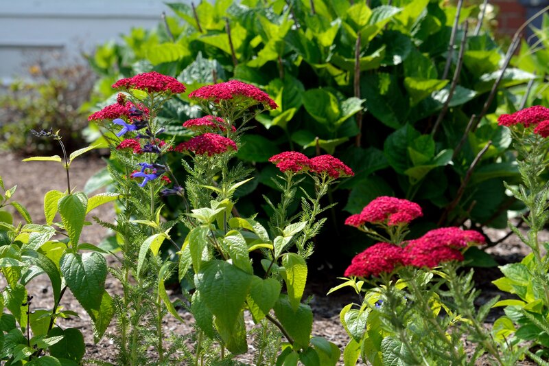 Red Yarrow Flowers — Serene