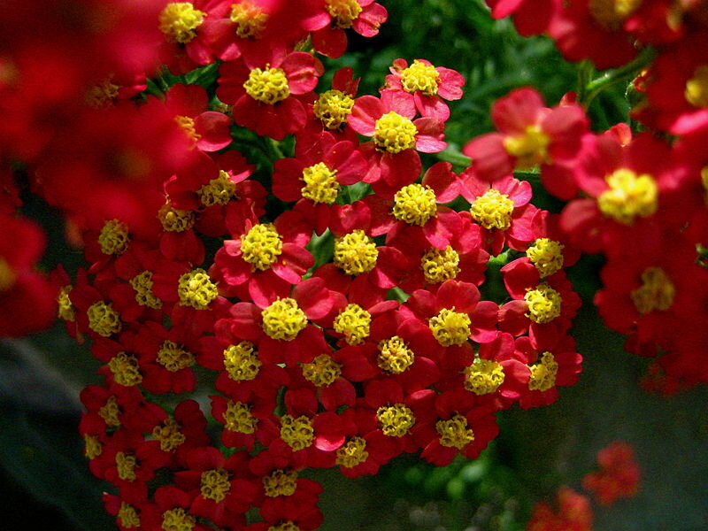 Red Yarrow Flowers
