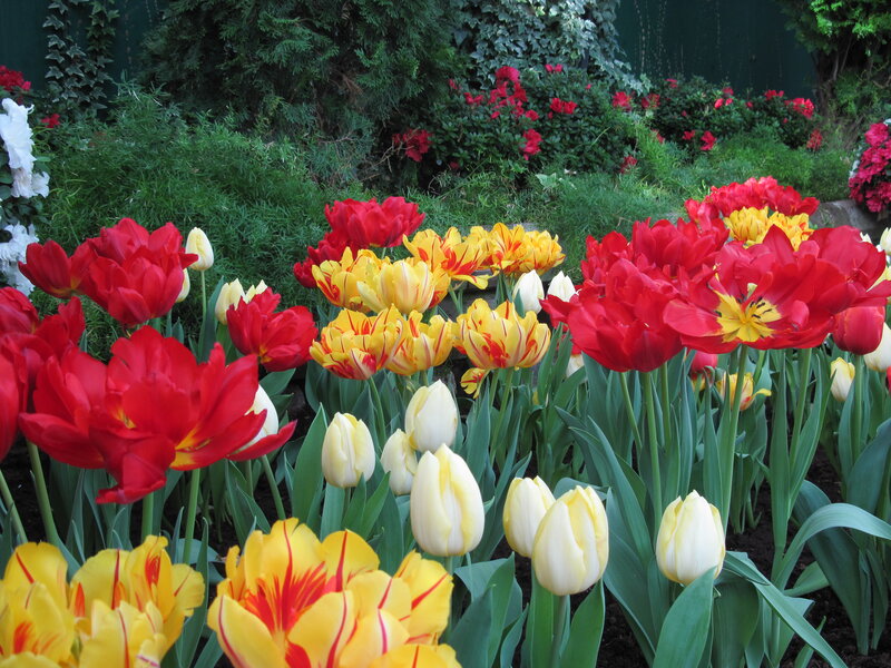 Red Yellow White Tulips