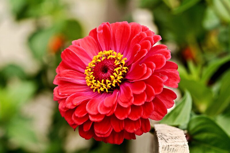 Red Zinnia Flower — Calm, Afternoon, Photograph, Green Leaves