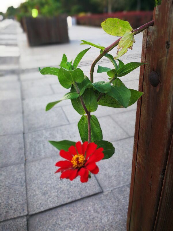 Red Zinnia Flower — Calm, Afternoon, Photograph, Plant