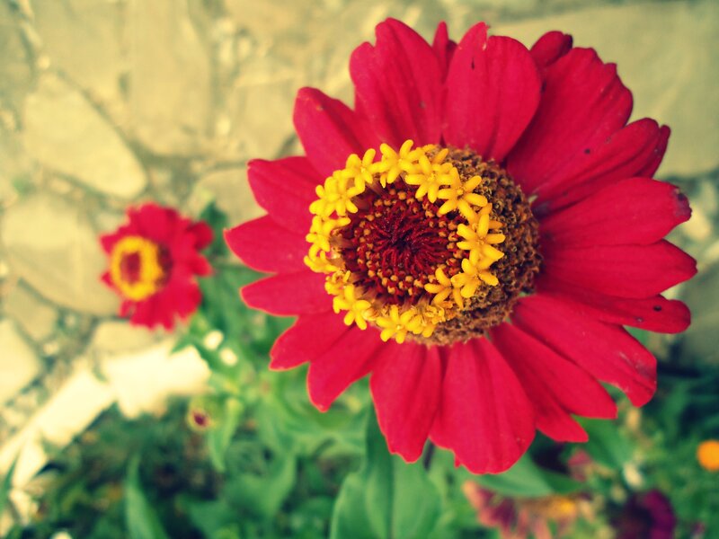 Red Zinnia Flower — Calm, Afternoon, Photograph