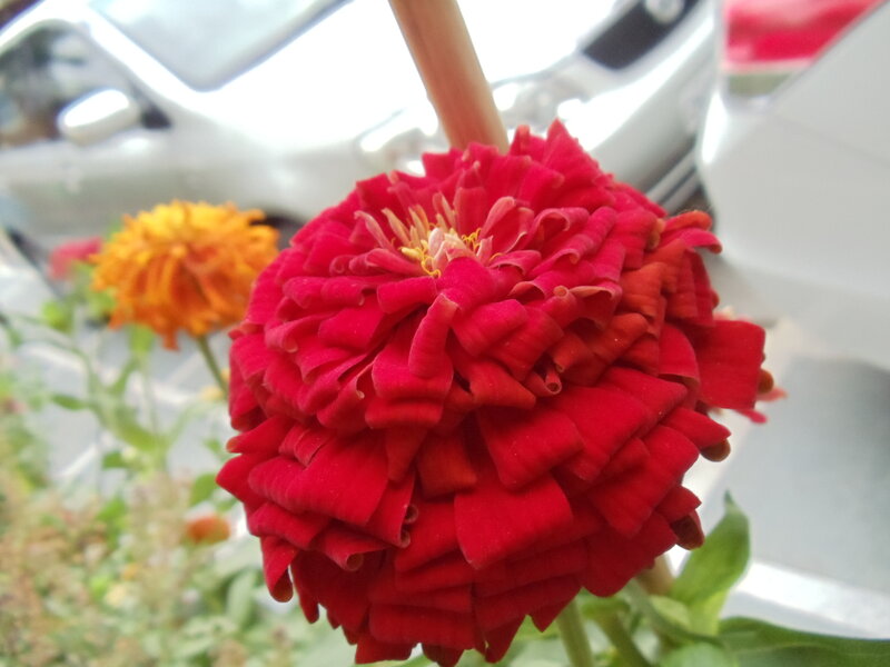 Red Zinnia Flower — Calm, Afternoon