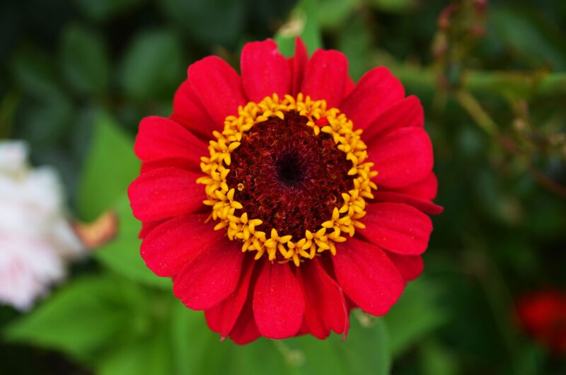 Red Zinnia Flower — Calm, Photograph