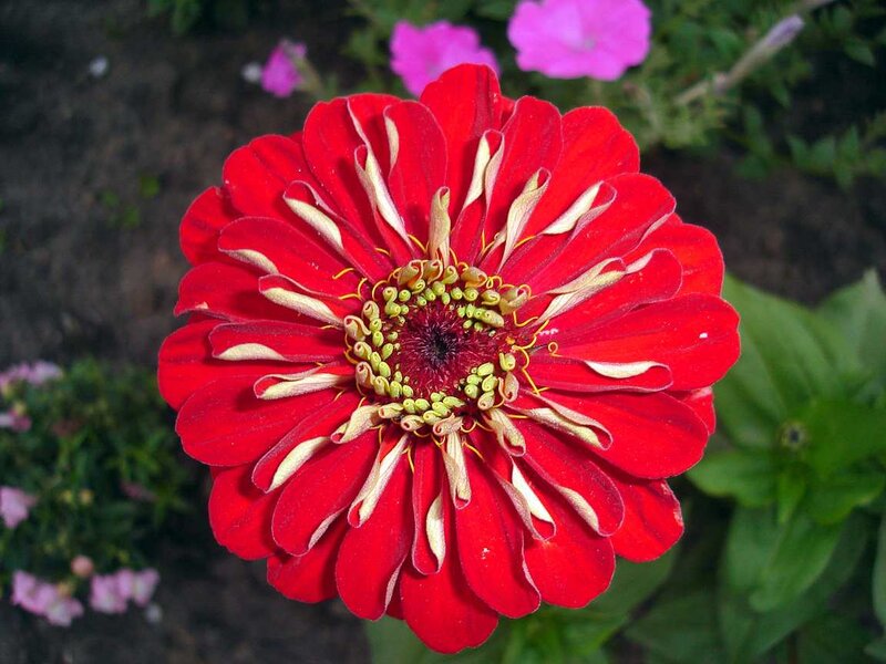 Red Zinnia Flower — Calm, Summer