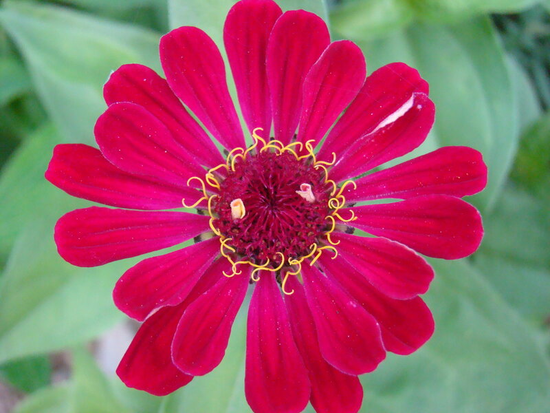 Red Zinnia Flower — Calm