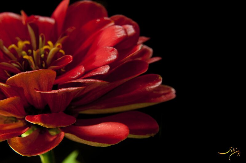 Red zinnia flower close-up