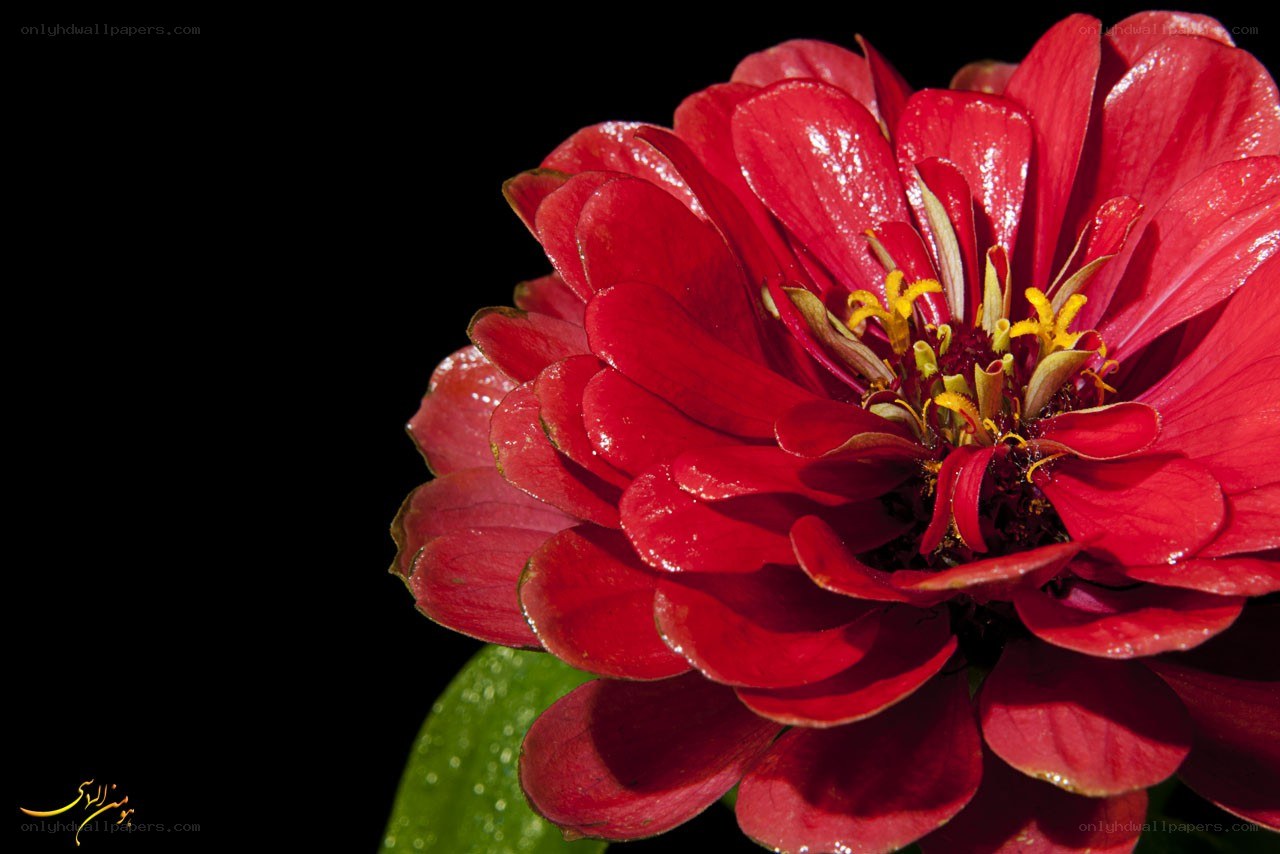 Red zinnia flower close-up