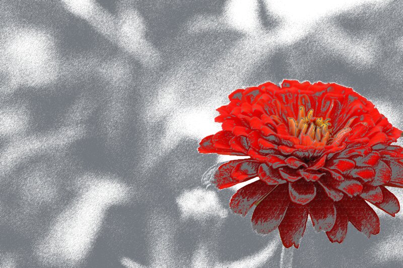 Red Zinnia Flower — Dramatic, Digital Art