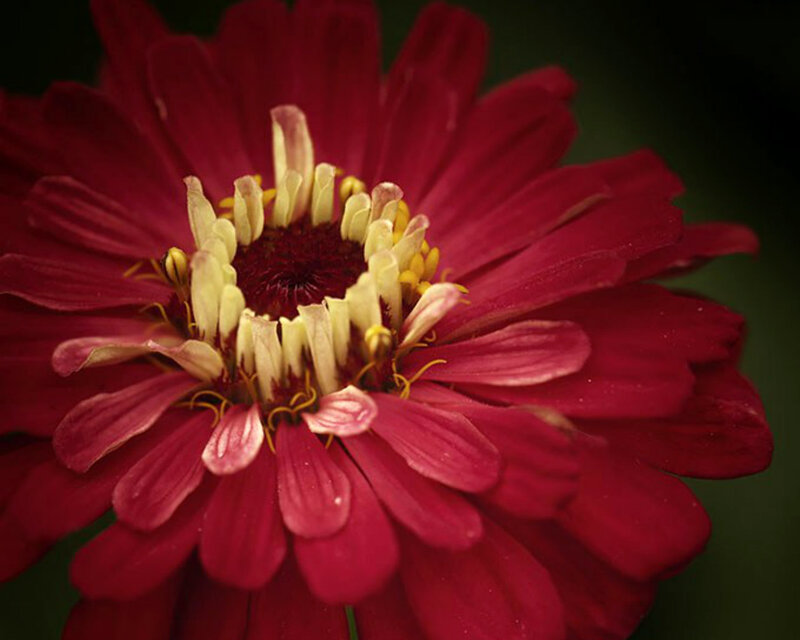 Red Zinnia Flower — Dramatic