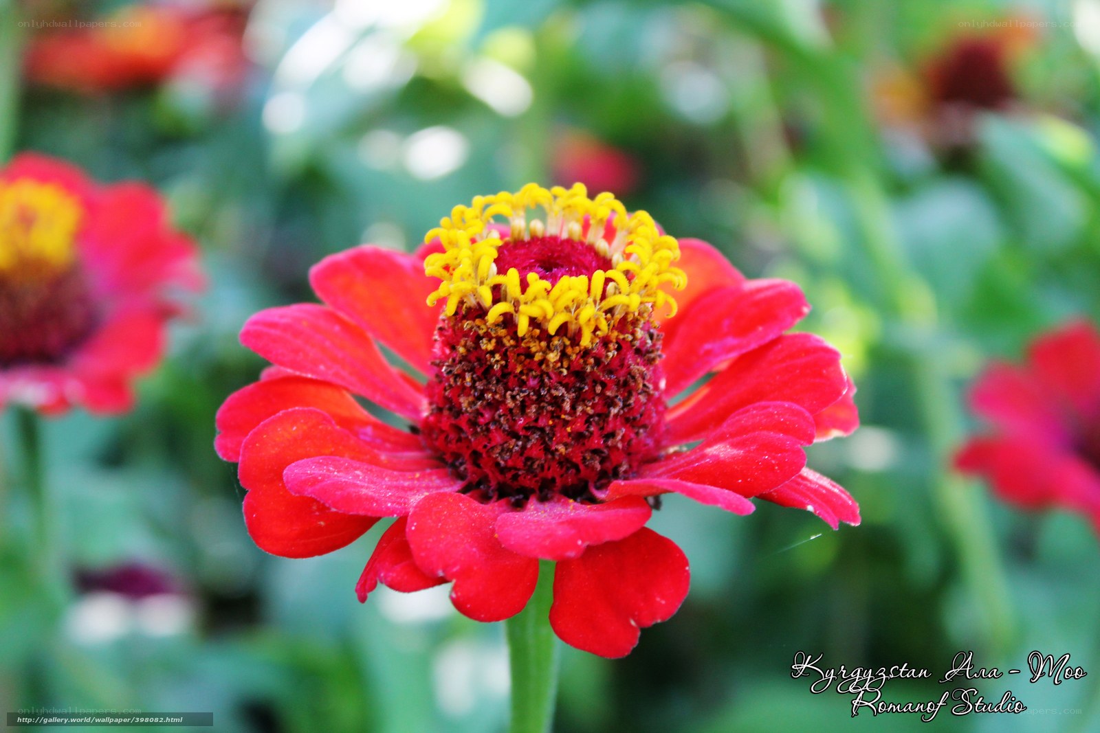 Red zinnia flower in garden