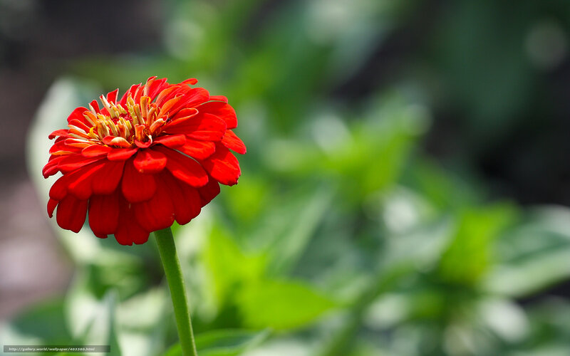 Red zinnia flower in garden