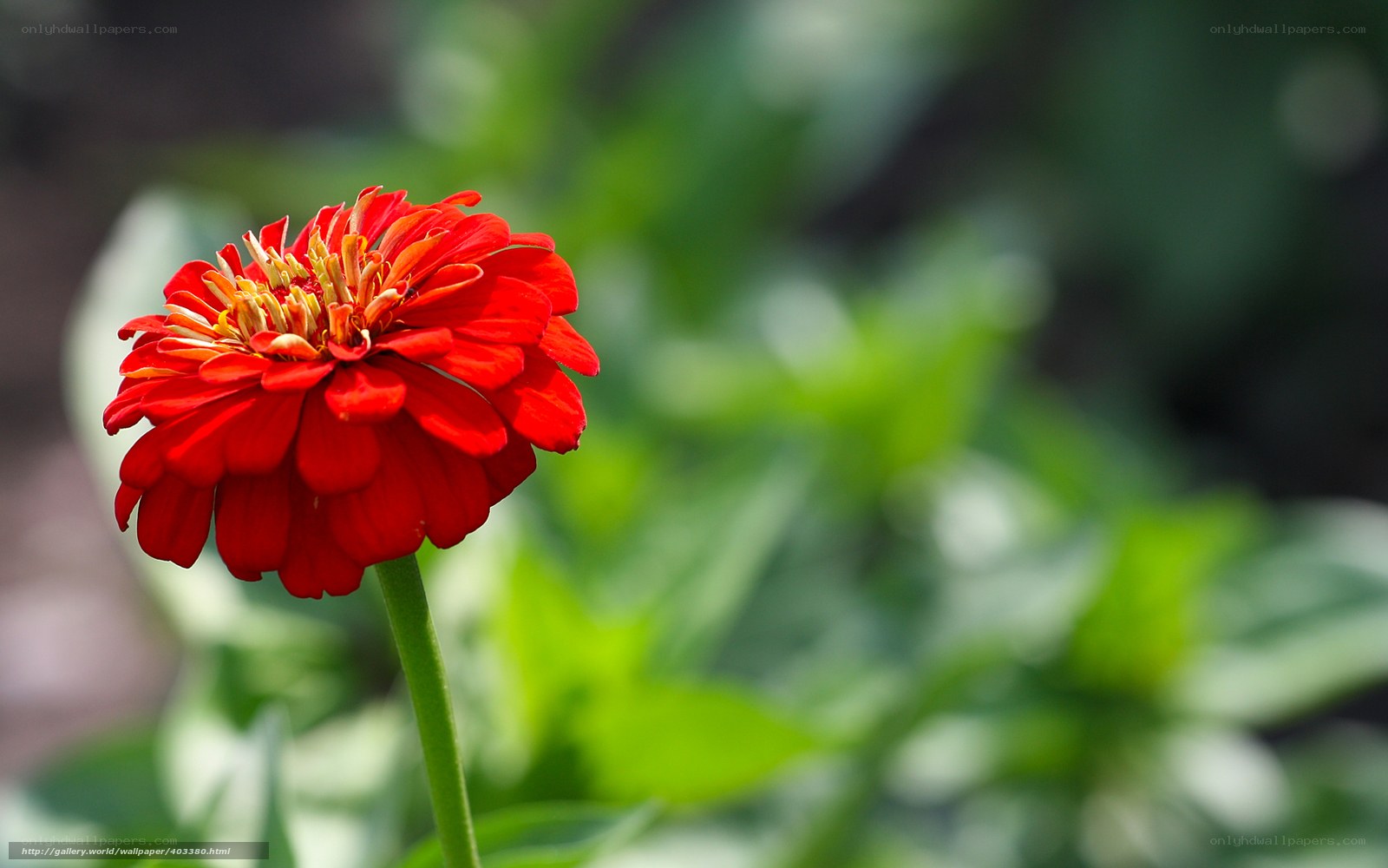 Red zinnia flower in garden