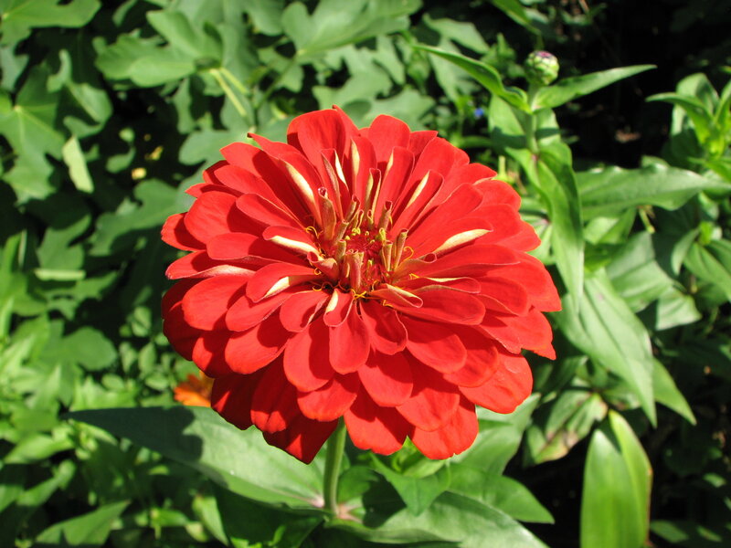 Red zinnia flower in garden