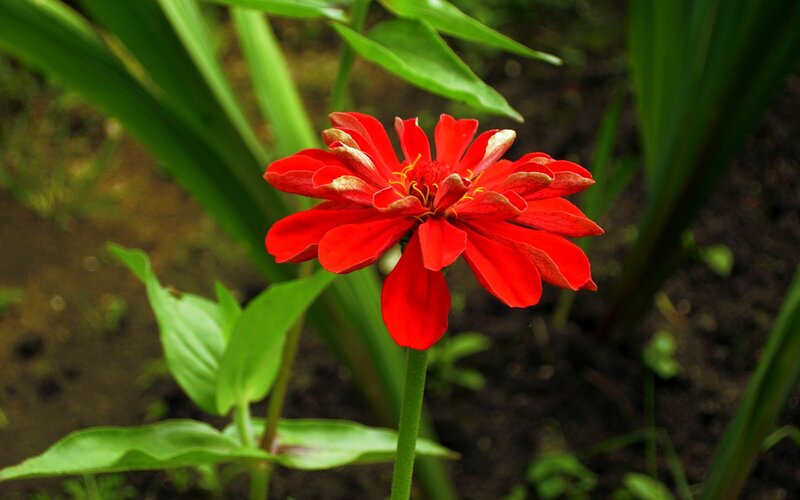 Red zinnia flower in garden