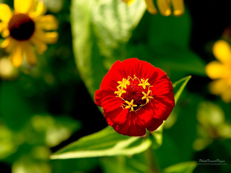 Red zinnia flower in garden