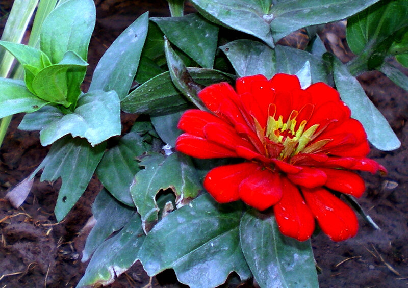 Red zinnia flower in garden