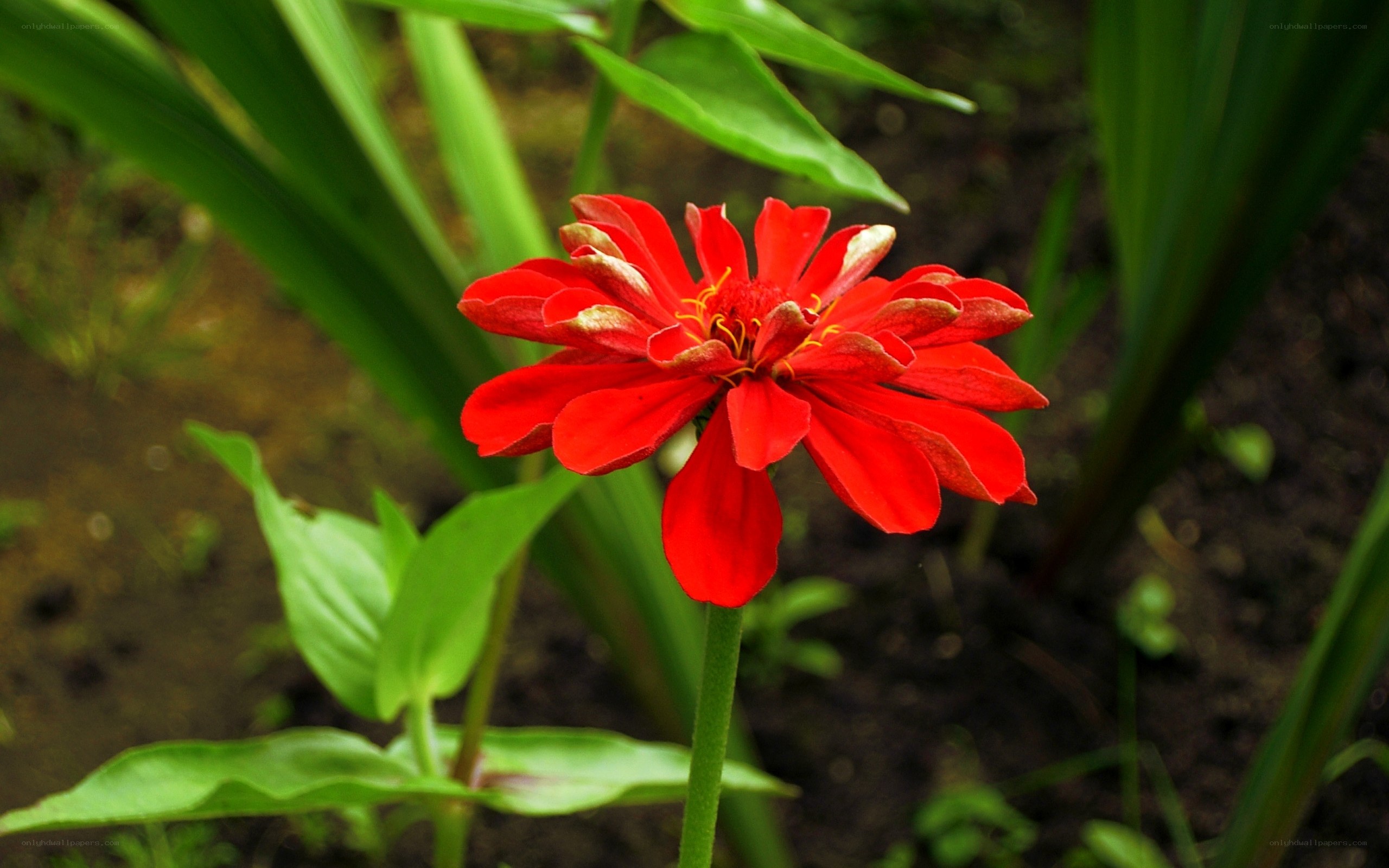 Red zinnia flower in garden