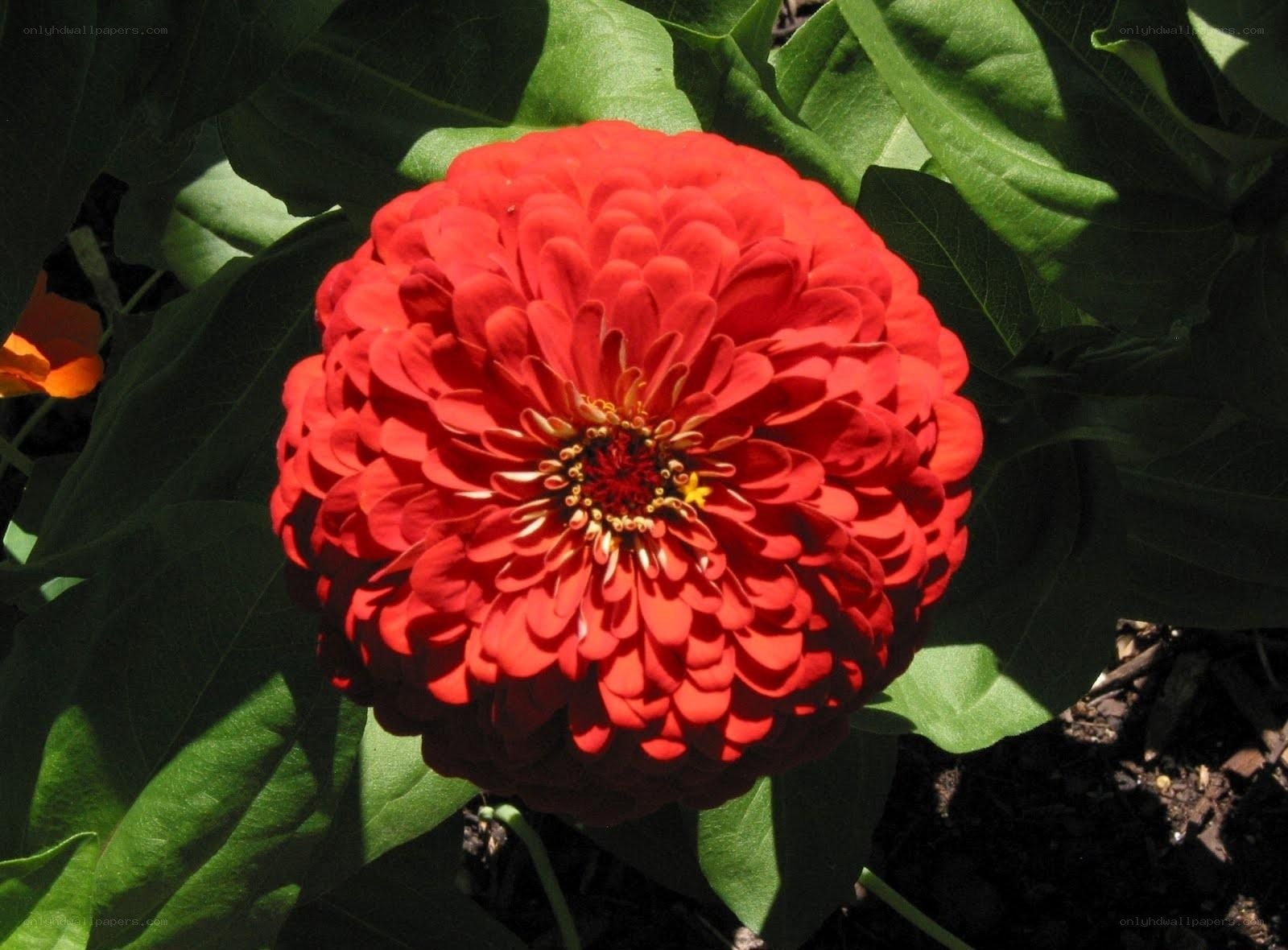 Red zinnia flower in sunlight