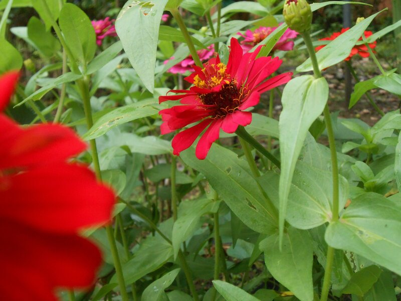 Red Zinnia Flower — Natural, Afternoon, Photograph