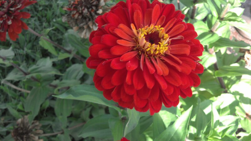 Red Zinnia Flower — Natural, Afternoon