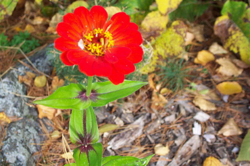Red Zinnia Flower — Natural