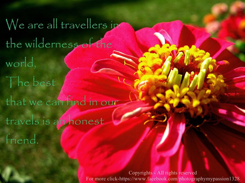 Red Zinnia Flower — Serene, Afternoon