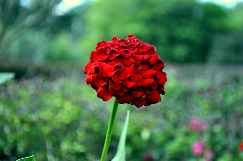 Red Zinnia Flower — Serene