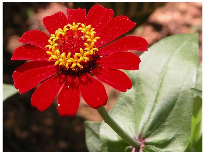 red zinnia flower