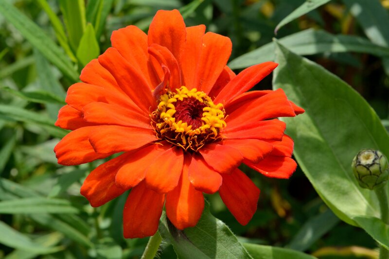 Red Zinnia Flower — Vibrant, Afternoon, Photograph, Green Leaves, Flower Bud