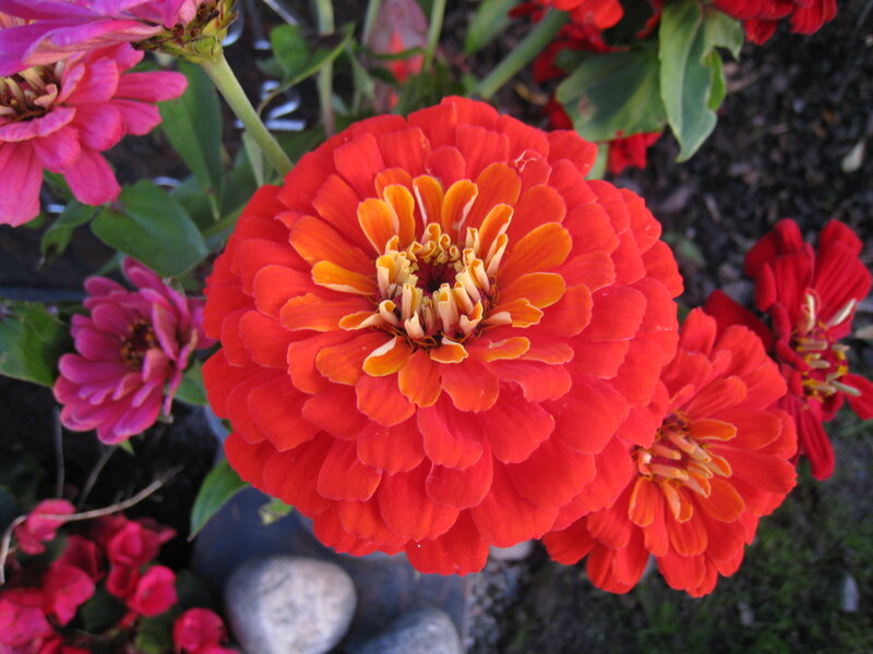 Red Zinnia Flower — Vibrant, Afternoon