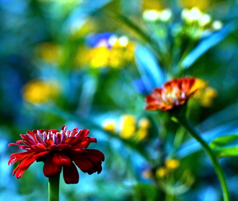 Red Zinnia Flower — Vibrant