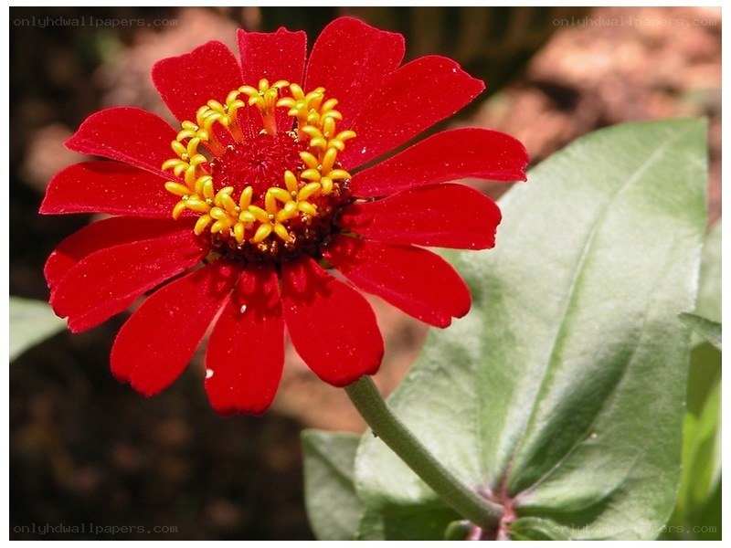 red zinnia flower
