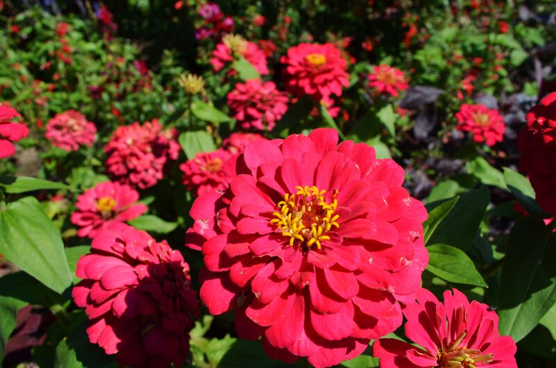 Red Zinnia Flowers — Bright, Afternoon