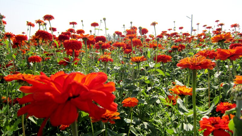 Red Zinnia Flowers — Bright