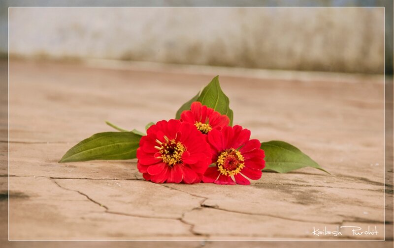 Red Zinnia Flowers — Calm