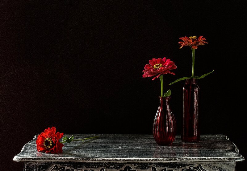 Red Zinnia Flowers — Dramatic