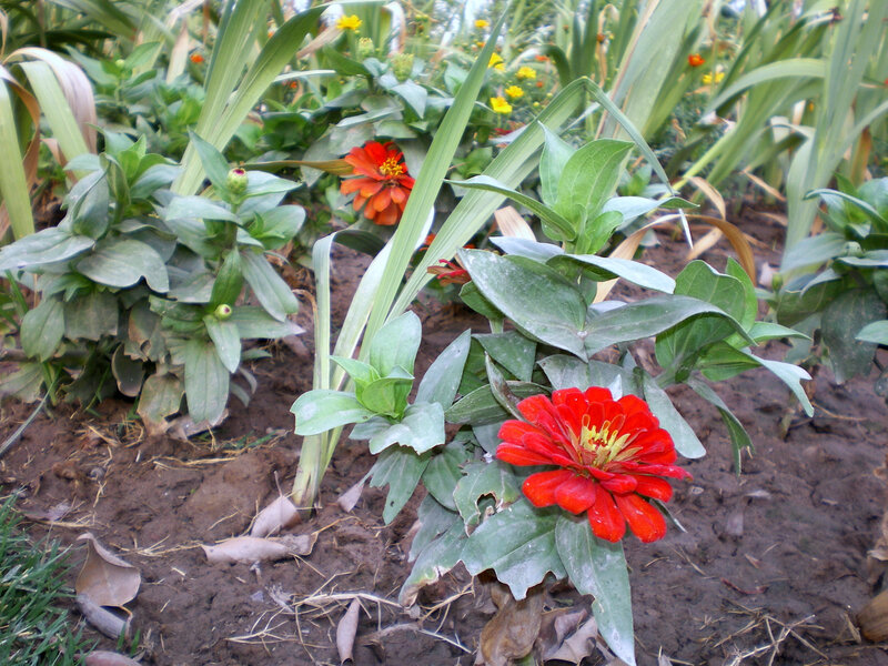 Red zinnia flowers in garden