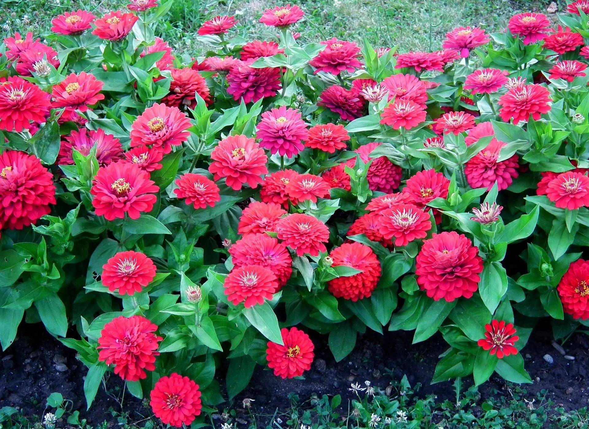Red zinnia flowers in garden