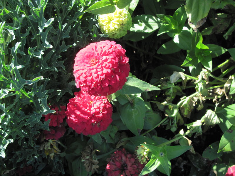 Red Zinnia Flowers — Natural