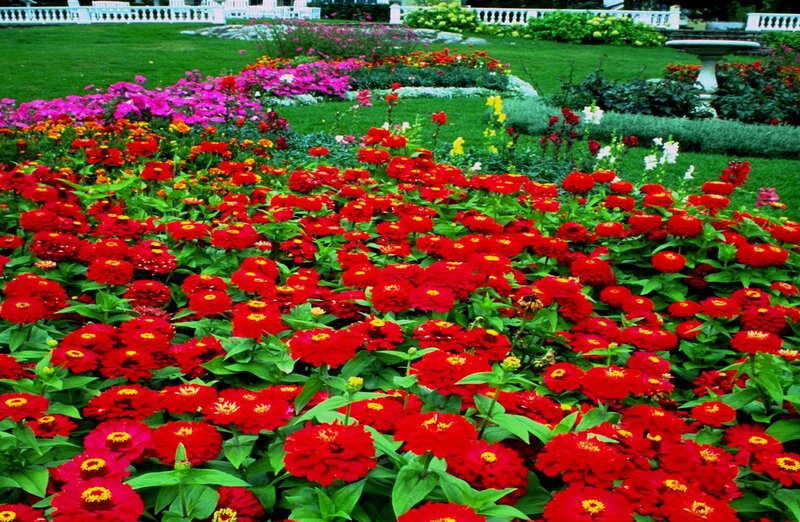 Red Zinnia Flowers — Serene